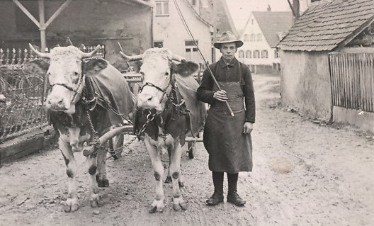 Foto-AK-Sontheim-Brenz-Blick-in-den-Osianderweg-Ochsengespann