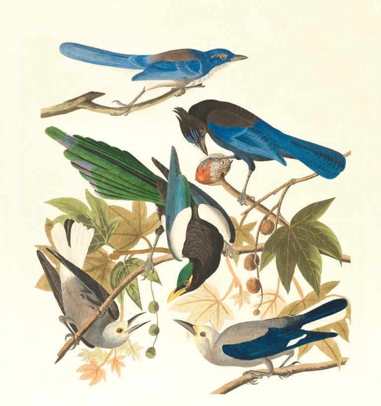 Martin Luthers Predigt der Vögel (zu Matthäus 6,26): „Wir dürften sie ...